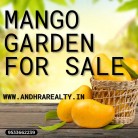 Mango Plantation for sale n Gajapathi Nagaram, Vijayanagaram